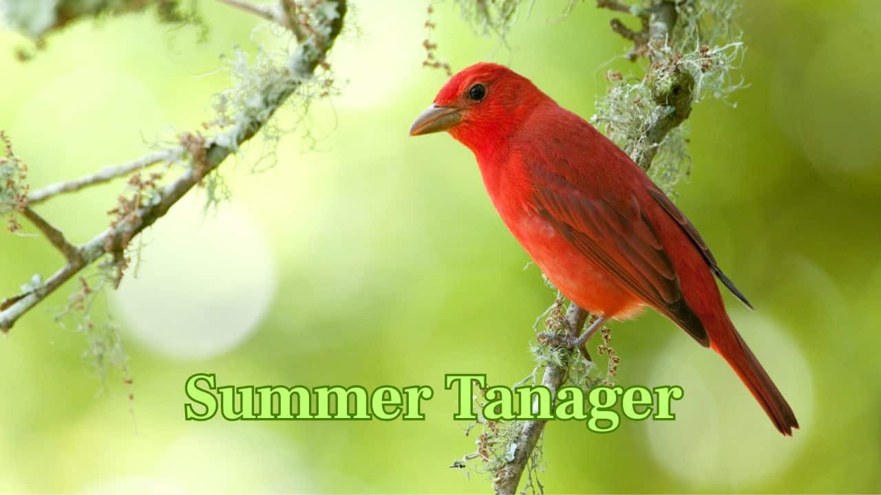 Summer Tanager (Americas): This completely red tanager does not possess any black markings and can be found flying through the canopies of trees in southern North America. (Image: Canva) Summer Tanager (Americas): This completely red tanager does not possess any black markings and can be found flying through the canopies of trees in southern North America. (Image: Canva)