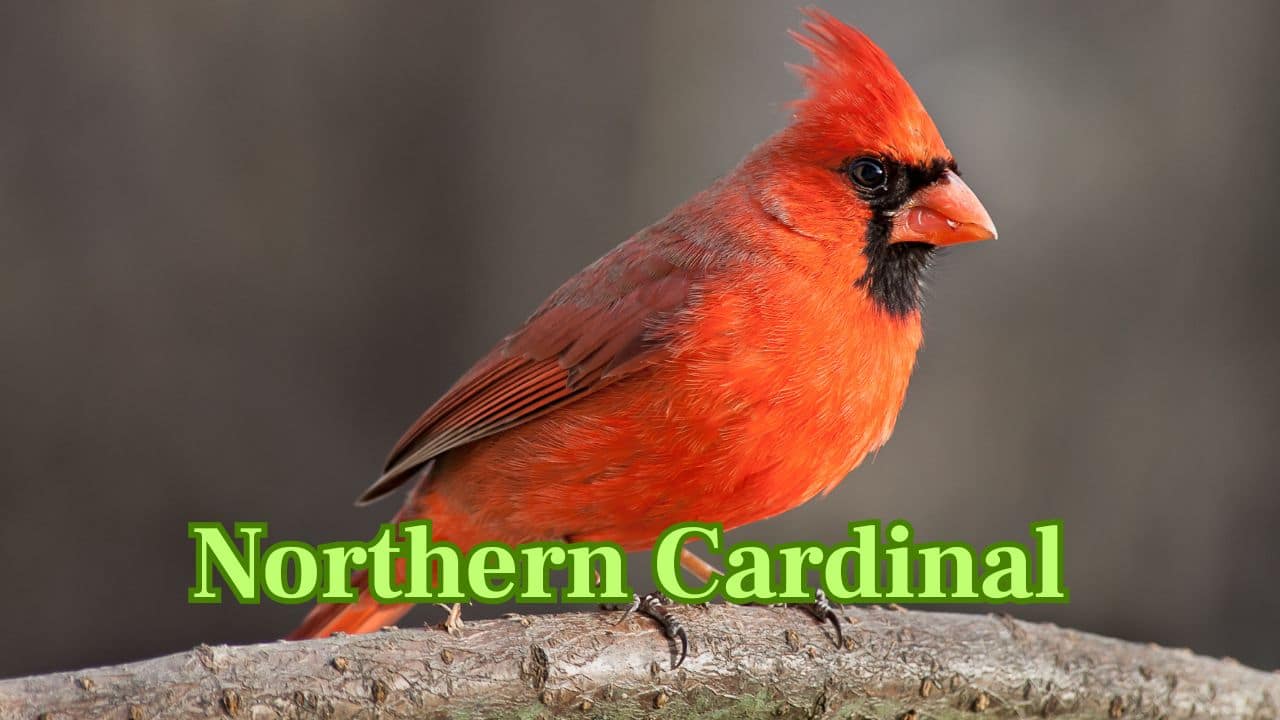 Northern Cardinal (Americas): Famous for its bright red plumage and melodic song, the Northern Cardinal is a garden favourite throughout the United States and Mexico. (Image: Canva) Northern Cardinal (Americas): Famous for its bright red plumage and melodic song, the Northern Cardinal is a garden favourite throughout the United States and Mexico. (Image: Canva)