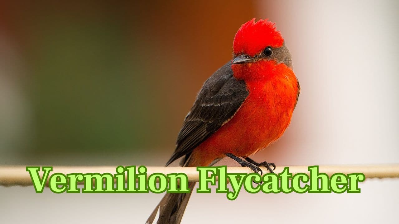 Vermilion Flycatcher (South America): A small but fiery red flycatcher found in Central and South America, often seen darting for insects in open spaces. (Image: Canva) Vermilion Flycatcher (South America): A small but fiery red flycatcher found in Central and South America, often seen darting for insects in open spaces. (Image: Canva)