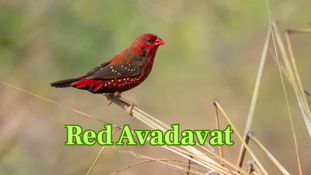 Red Avadavat (Asia): Also called the Strawberry Finch, this bird is covered in crimson with white spots and is often found in South Asia’s grasslands. (Image: Canva) Red Avadavat (Asia): Also called the Strawberry Finch, this bird is covered in crimson with white spots and is often found in South Asia’s grasslands. (Image: Canva)