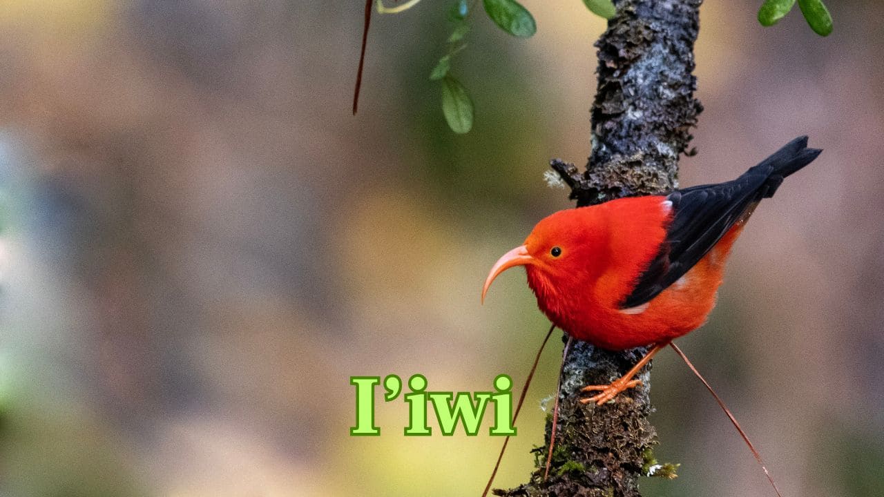 I’iwi (Hawaiian Islands): This Hawaiian honeycreeper sports glowing scarlet feathers and a curved beak, perfectly adapted for sipping nectar from native flowers. (Image: Canva) I’iwi (Hawaiian Islands): This Hawaiian honeycreeper sports glowing scarlet feathers and a curved beak, perfectly adapted for sipping nectar from native flowers. (Image: Canva)