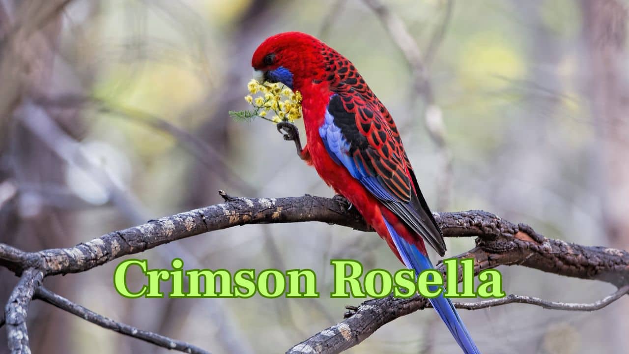 Crimson Rosella (Australia): A stunning parrot that is found in eastern Australia, characterized by its reddish body, blue face patches, and musical calls. (Image: Canva) Crimson Rosella (Australia): A stunning parrot that is found in eastern Australia, characterized by its reddish body, blue face patches, and musical calls. (Image: Canva)