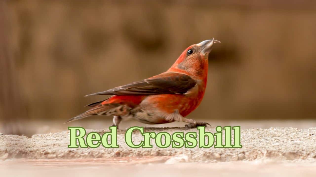 Red Crossbill (Northern Hemisphere): Renowned for its distinctive crossed beak, this red-colored bird employs it to remove seeds from conifer cones. (Image: Canva) Red Crossbill (Northern Hemisphere): Renowned for its distinctive crossed beak, this red-colored bird employs it to remove seeds from conifer cones. (Image: Canva)