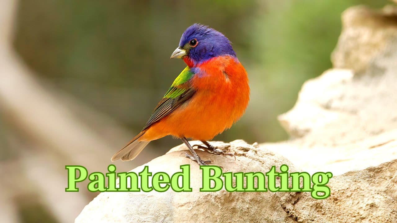 Painted Bunting (United States): Though not all red, the bright red underparts of the male are striking against its rainbow-plumaged body, and it remains the favourite of many birders. (Image: Canva) Painted Bunting (United States): Though not all red, the bright red underparts of the male are striking against its rainbow-plumaged body, and it remains the favourite of many birders. (Image: Canva)