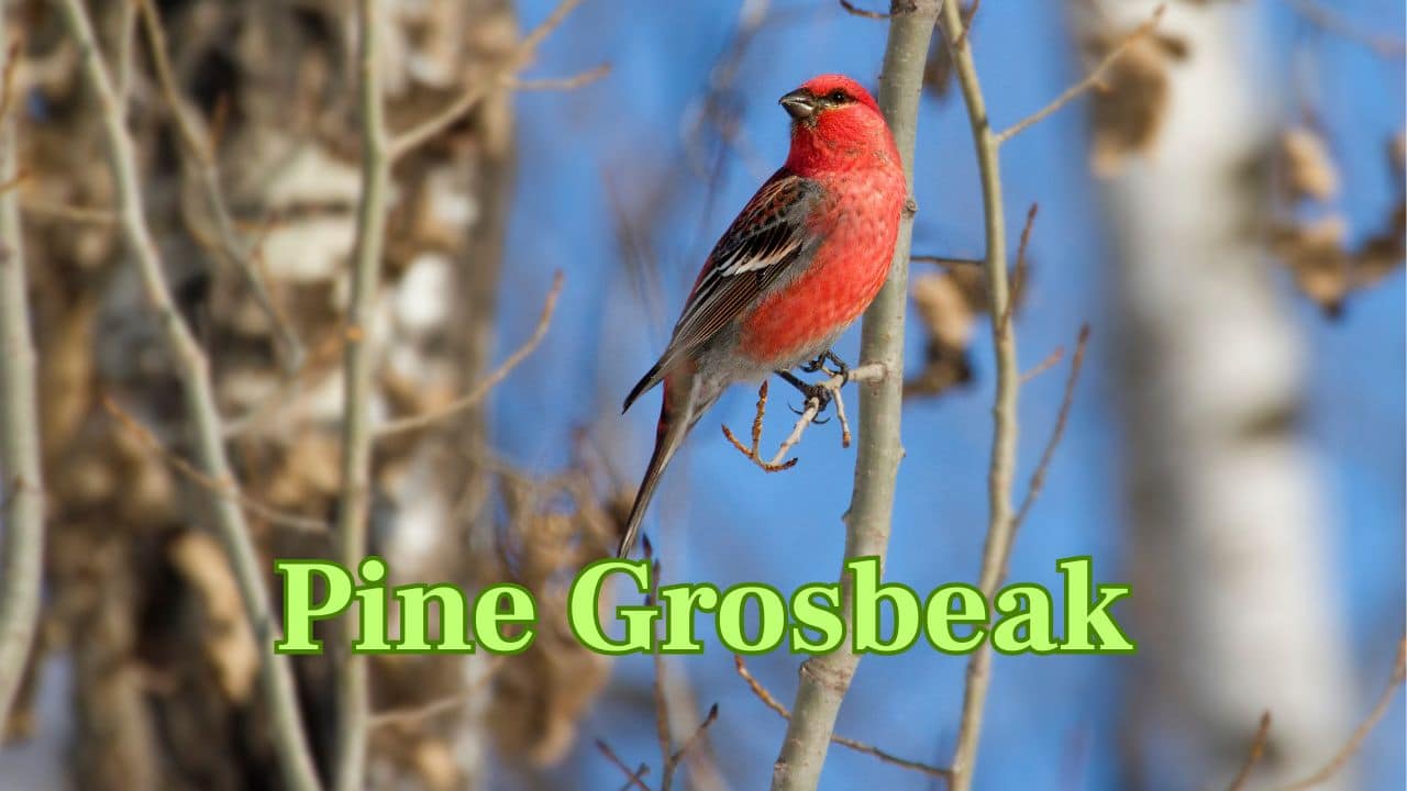 Pine Grosbeak (Northern Forests): A dumpy, rotund bird with a rose-red color, inhabiting the frigid coniferous forests of North America and Eurasia. (Image: Canva) Pine Grosbeak (Northern Forests): A dumpy, rotund bird with a rose-red color, inhabiting the frigid coniferous forests of North America and Eurasia. (Image: Canva)